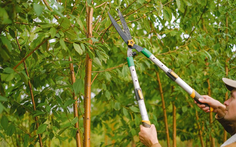Tree trimming in Sadsburyville, PA